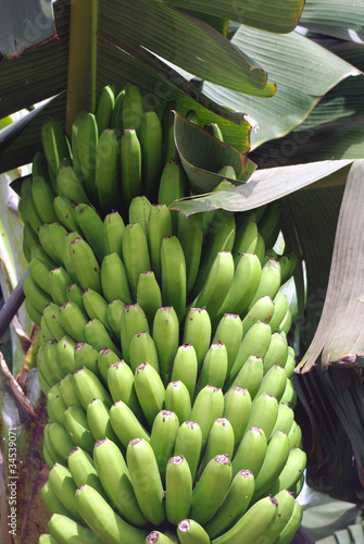 Photo: régime de banane régime de banane