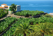 Photo: Bananeraies à Tenerife Bananeraies à Tenerife