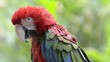 Red Macaw head close-up