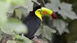 Keel Billed Toucan, from Central America. Keel Billed Toucan, from Central America.