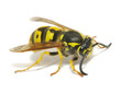wasp