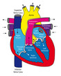 Anatomy of the human heart