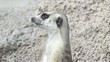 Suricate or meerkat Suricate or meerkat