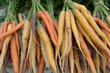 Rainbow Carrots Rainbow Carrots