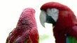 Red Macaw head close-up