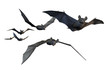 Bats Flying - on White