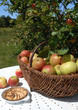 panier de pommes