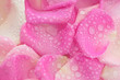canvas print picture - rose petals with drops