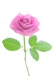 canvas print picture - rose