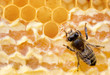 Foto: bee bee