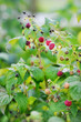 Some red raspberries on the branch