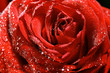red rose