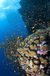 Anthias and corals
