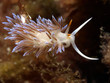 flabellina