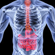 intestine