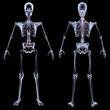 skeleton