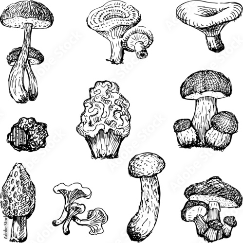 Vector: Mushrooms Mushrooms