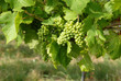 weinanbau