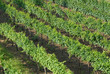 weinanbau