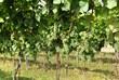 weinanbau