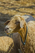 Head of sheep in close-up