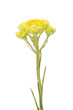 Helichrysum arenarium also known as dwarf everlast Helichrysum arenarium also known as dwarf everlast