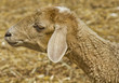 Head of young sheep
