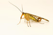 Panorpa communis Panorpa communis