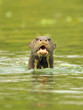 Riesenotter
