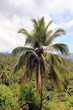 palm tree