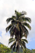palm tree