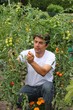 Foto: In der Tomatenplantage wird geerntet In der Tomatenplantage wird geerntet