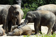 Photo: elephants elephants