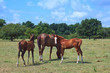 Free horses