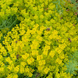 canvas print picture - Wolfsmilch - Euphorbia