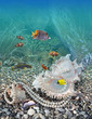 Underwater world
