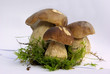 famille de cèpes