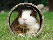 canvas print picture - Meerschweinchen in Röhre
