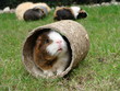 neugieriges Meerschwein3