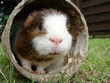 neugieriges Meerschwein2