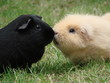 Meerschweinfreundinnen