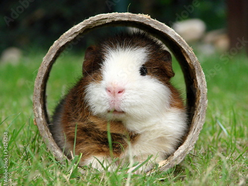 Photo: Meerschweinchen in Röhre Meerschweinchen in Röhre