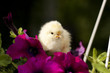 Photo: rlittle chicken sitting on a climbing flowers rlittle chicken sitting on a climbing flowers