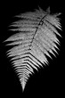 Foto: Fern Fern
