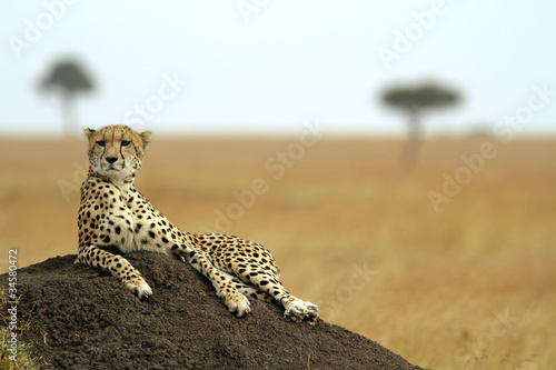 Photo: Cheetah on the Masai Mara in Southwestern Kenya Cheetah on the Masai Mara in Southwestern Kenya