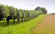 Baumreihe am Wiesenrand