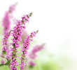 Beautiful flower background with free space for text