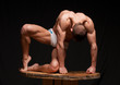 Muscular model