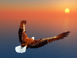 Sea Eagle