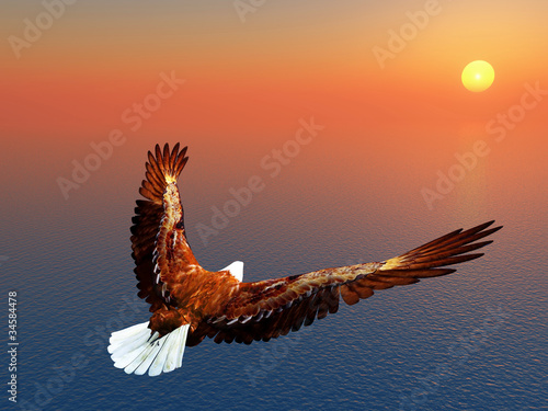 Illustration: Sea Eagle Sea Eagle